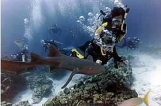Buceo para principiantes.jpg
